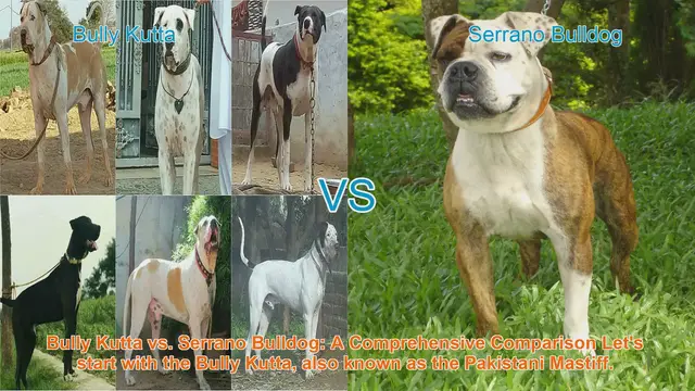 Video thumbnail for Bully Kutta vs. Serrano Bulldog: Comprehensive Breed Comparison