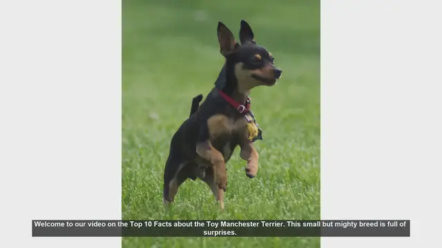 Video thumbnail for Top 10 Fascinating Facts About the Toy Manchester Terrier