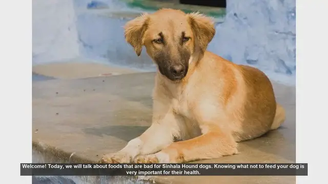 Video thumbnail for Foods to Avoid for Sinhala Hound Dogs: Essential Safety Tips