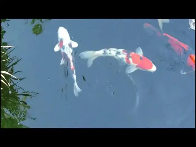 Video thumbnail for The Golden Koi: A Tale of Perseverance and Transformation
