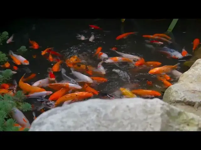 Video thumbnail for Koi Pond Design: Preventing Fish Diseases Through Smart Construction