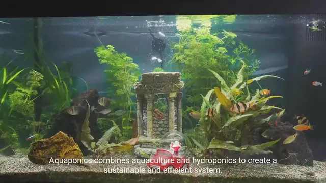 Video thumbnail for Building Small-Scale Aquaponics Systems