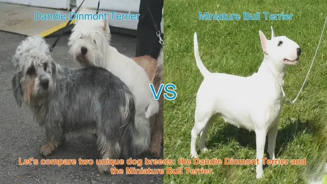 Video thumbnail for Comparing Dandie Dinmont Terrier and Miniature Bull Terrier: Breed Breakdown