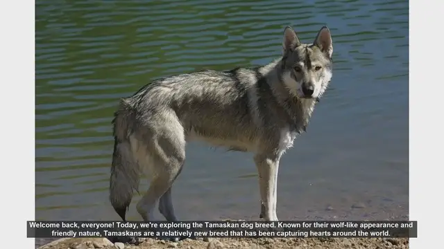 Video thumbnail for Tamaskan Dog Breed: Pros and Cons of Owning a Wolf-Like Companion