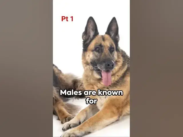 Video thumbnail for 10 differences between a male German Shepherd and a female German Shepherd (Pt 1)  #germanshepherd