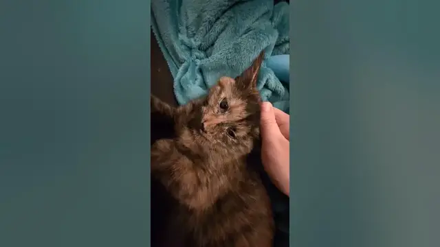 Video thumbnail for 🐈‍⬛Kitten Purring | Happy Soot