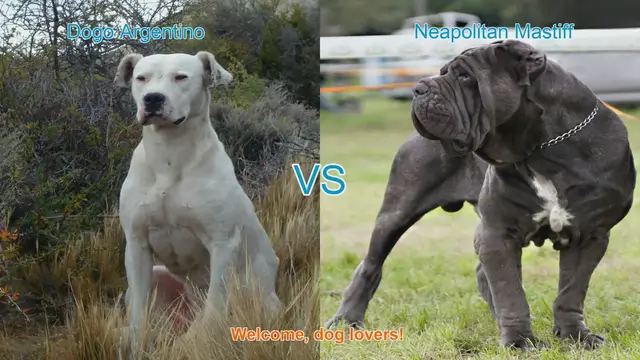 Video thumbnail for Dogo Argentino vs. Neapolitan Mastiff: A Comprehensive Comparison