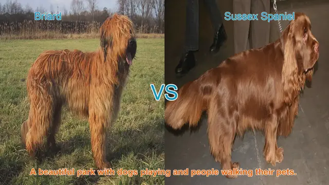 Video thumbnail for Briard vs. Sussex Spaniel: A Comparison of Two Long-Hair Dog Breeds