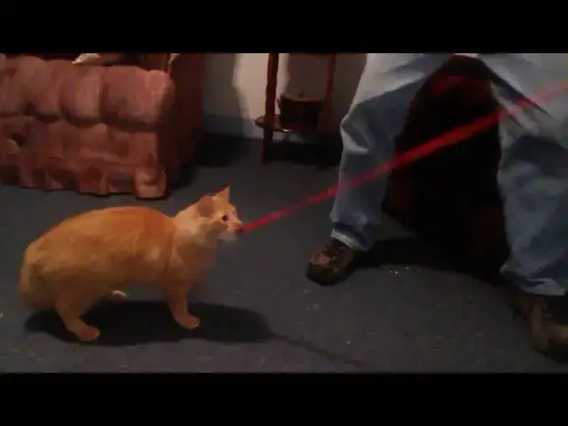 Video thumbnail for Jake the Ginger Cat