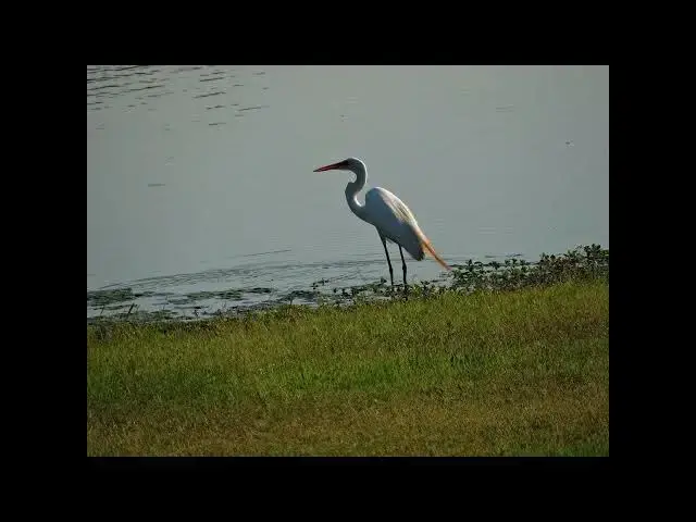 Video thumbnail for CRANES AND EGRETS