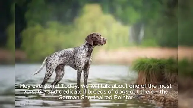 Video thumbnail for German Shorthaired Pointer