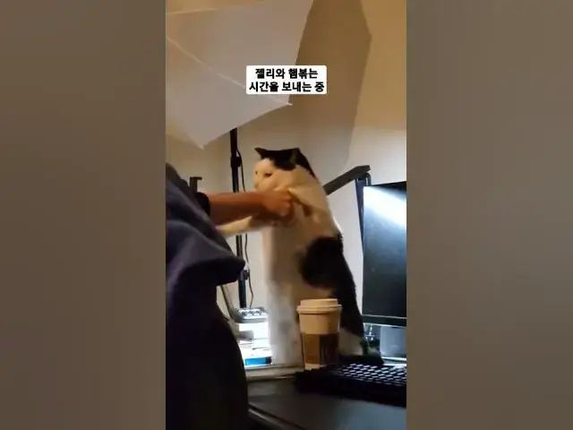 Video thumbnail for 젤리가 😸 행복한지는 미지수.ㅋㅋ
