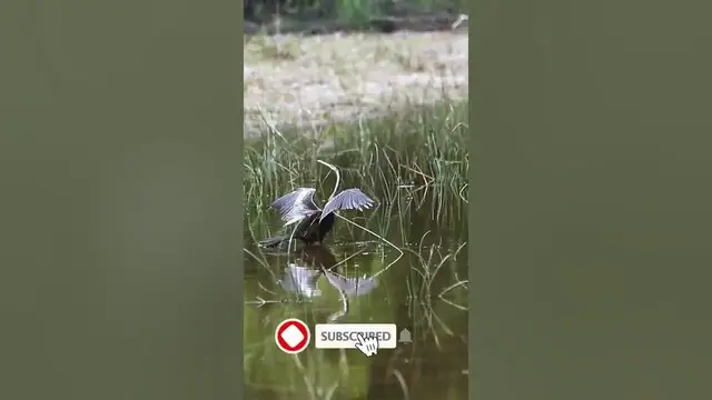 Video thumbnail for Darter අහිකවා in wilpattu national park #shorts