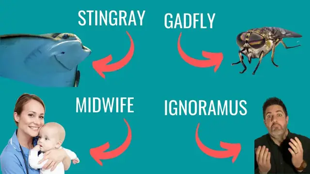 'Video thumbnail for Socratic Questioning for Teachers [Gadfly, Stingray, Midwife, Ignoramus]'