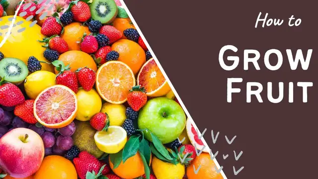 Video thumbnail for How to Grow Fruit Successfully | Tips for Bigger Harvests at Home