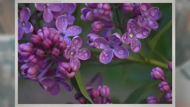 Video thumbnail for Can Lilacs Be Grown From Cuttings?
