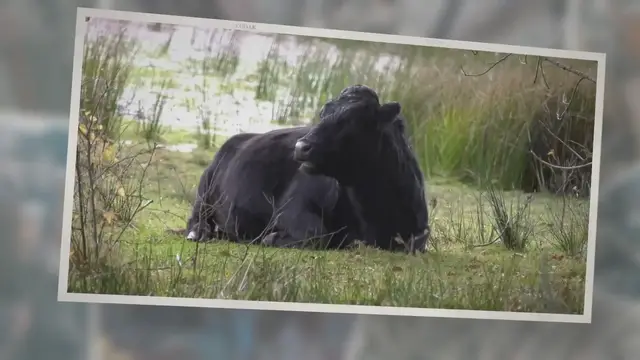 'Video thumbnail for 5 Ways Drones Are Highly Useful In Managing Dairy Livestock'