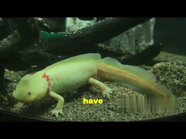 'Video thumbnail for Top 4 Unique Sea Creatures You Won't Believe Exists!!!'