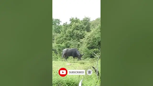Video thumbnail for Wild buffalo in Wasgamuwa national park Sri Lanka #shorts