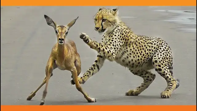 Video thumbnail for When the Cheetah Tries to Eat the Lamb