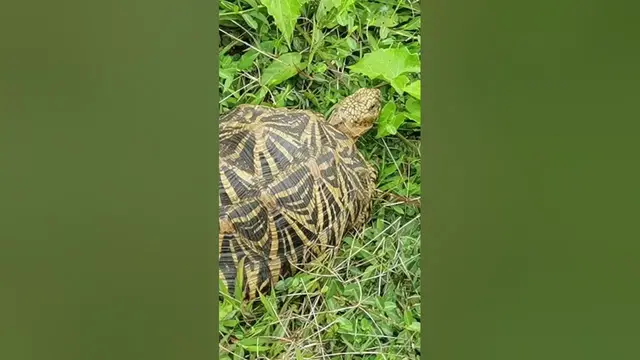 Video thumbnail for Tortoise #shorts