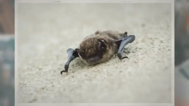 'Video thumbnail for Do Bats Attack Humans?'