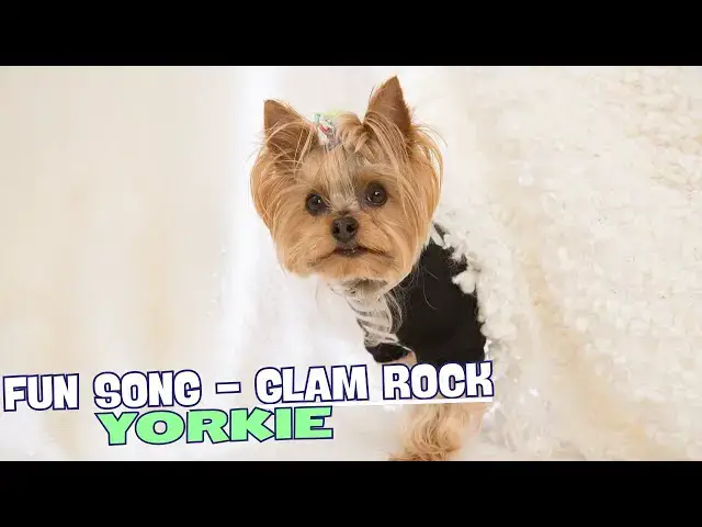 Video thumbnail for 🎶 Yorkie Anthem/Fun Song about Yorkie! 🐾