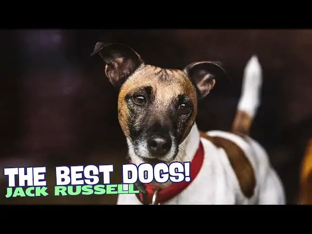 Video thumbnail for Why Jack Russells Are the Best Dogs! 🐶