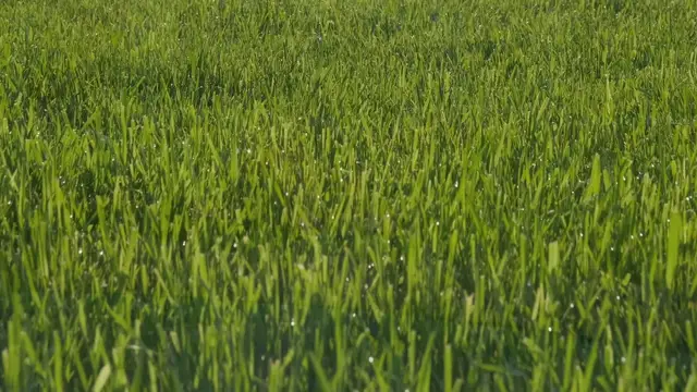 Video thumbnail for Lawn Care, Landscaping, and Gardening  Baton Rouge Sod 1