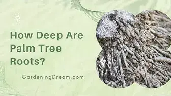 Video thumbnail for How Deep Are Palm Tree Roots?