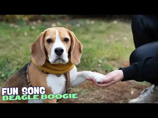 Video thumbnail for 🎶🐕 Beagle Boogie | A Fun Song About Beagles 🐾🕺