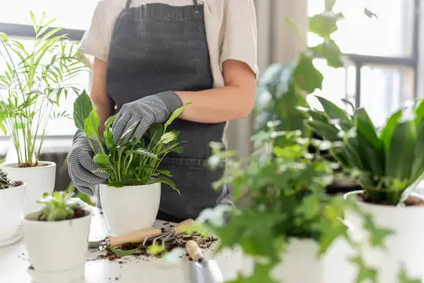Video thumbnail for Indoor Gardening 101: How to Fertilize Your Indoor Vegetable Garden