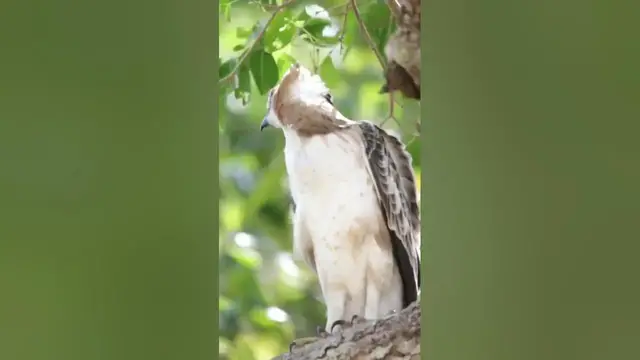 Video thumbnail for Crested Hawk Eagle #shorts