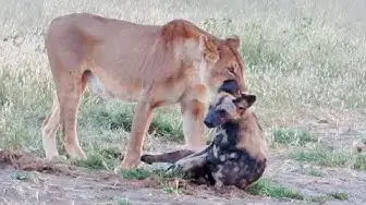 Video thumbnail for Wild Dog Plays Dead To Escape Lion