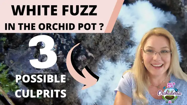 'Video thumbnail for White Fuzz in the Orchid Bark'