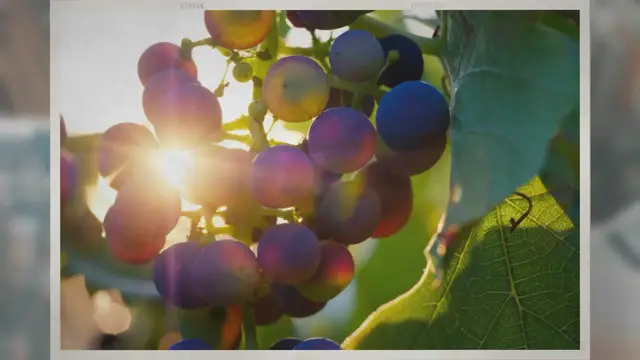 Video thumbnail for How Long Do Grapes Last in the Fridge?