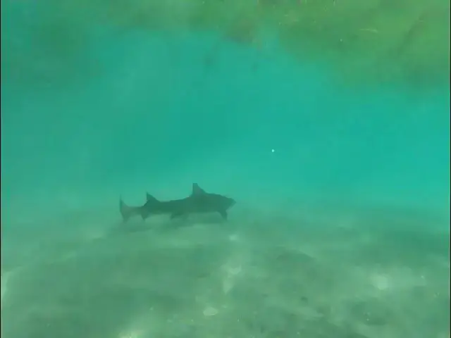 Video thumbnail for Swimming with Leopard Sharks in San Diego at La Jolla Shores