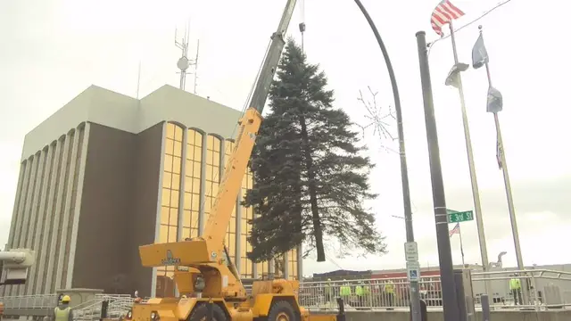 Video thumbnail for Christmas Tree Search Underway