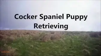 Video thumbnail for Tricky retrieve for a young Cocker spaniel.