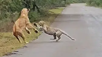Video thumbnail for Lion Attacks Leopard in Road