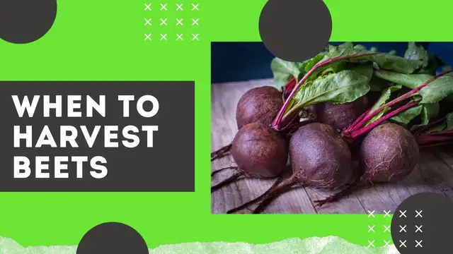 Video thumbnail for When to Harvest Beets & How do you Know When Beets are Ready to Harvest 🌱