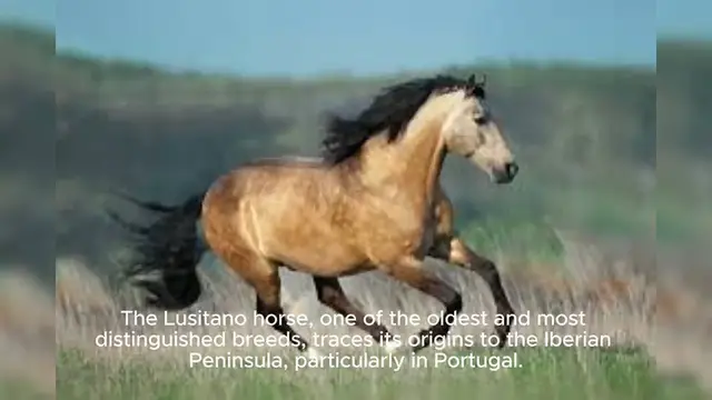 Video thumbnail for Lusitano Horse