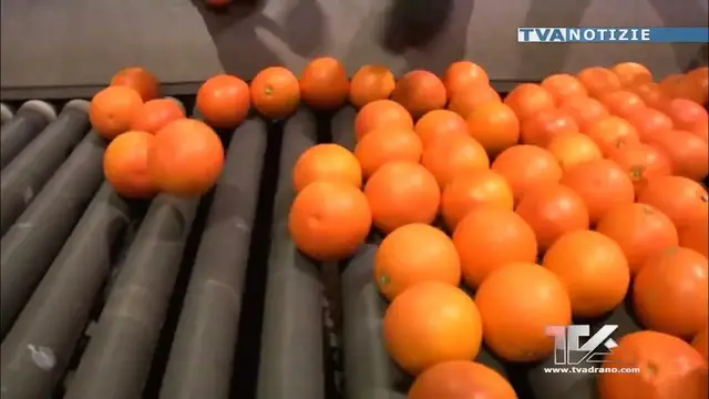 Video thumbnail for Sabato 15 aprile, alle 9,30, la trasmissione di Rai 2 “Per Me” si occuperà dell’arancia Rossa di Sic