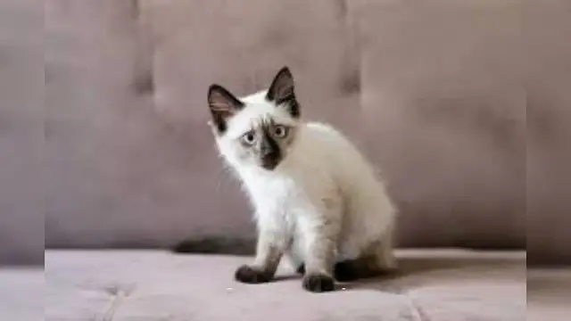 Video thumbnail for Balinese Cat