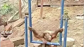 Video thumbnail for 😅 #funny #funnyvideo #funnyanimalvideos  #funnyvideos episodio 1