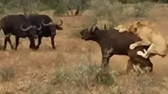 Video thumbnail for Buffaloes Try Saving Buffalo From Hunting Lions