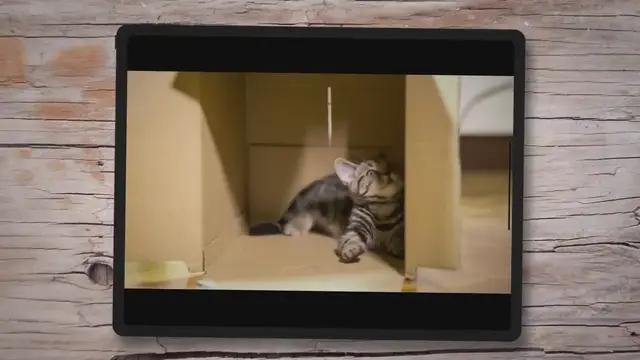 Video thumbnail for When Do Newborn Kittens Open Their Eyes? All You Need To Know