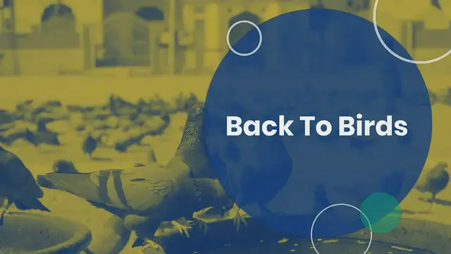 'Video thumbnail for Intro Video - Backtobirds'