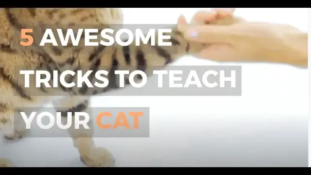 Video thumbnail for 5 AWESOME TRICKS TO TEACH YOUR CAT