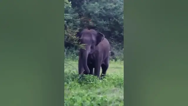 Video thumbnail for Young elephant trying to attack a safari jeep in Wasgamuwa national park #shorts #elephantattack